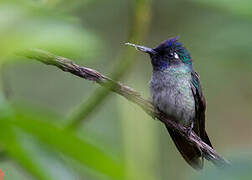 Violet-headed Hummingbird