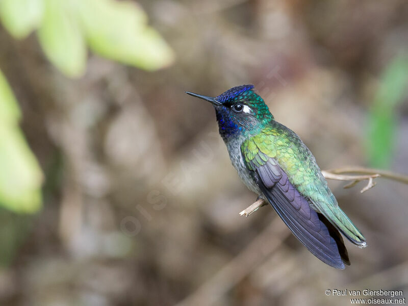 Colibri à tête violette