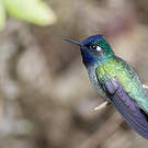 Colibri à tête violette
