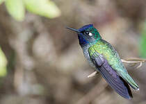 Colibri à tête violette