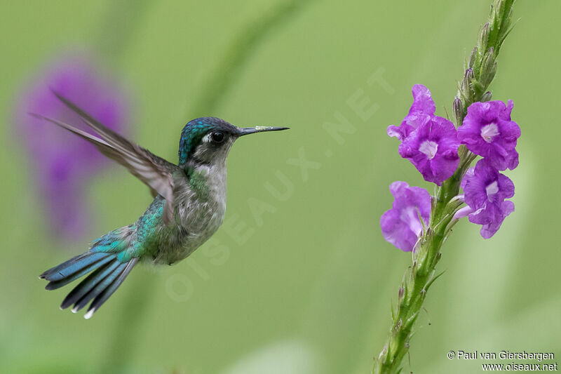 Violet-headed Hummingbird female adult