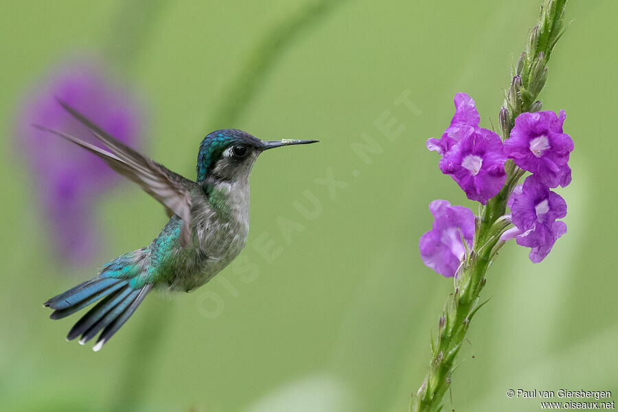 Colibri à tête violette femelle adulte