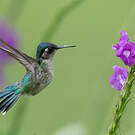 Colibri à tête violette