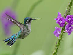 Violet-headed Hummingbird