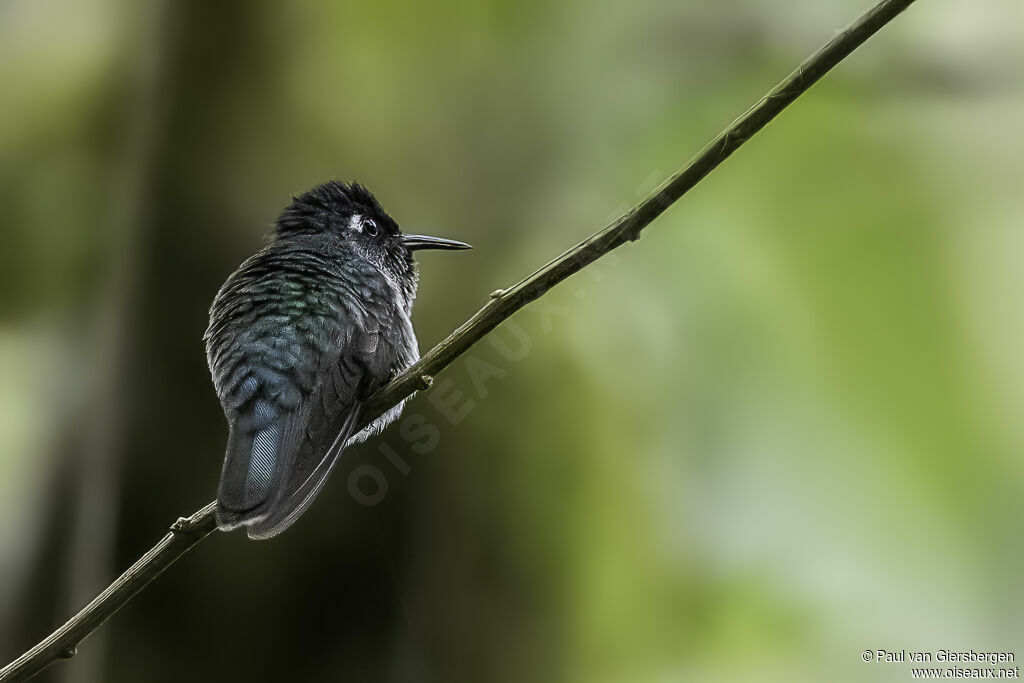 Violet-headed Hummingbirdadult