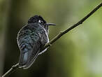 Colibri à tête violette