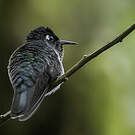 Colibri à tête violette