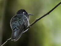 Colibri à tête violette