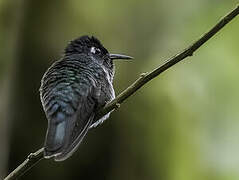 Colibri à tête violette