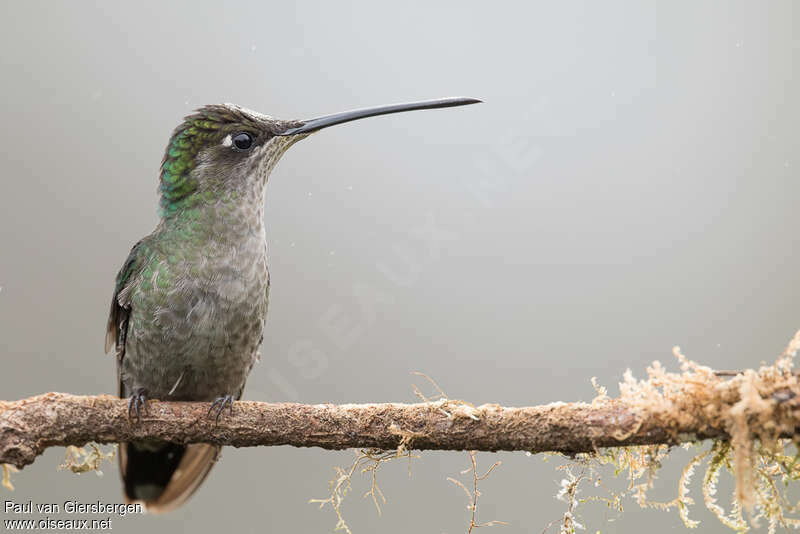 Talamanca Hummingbird female adult, close-up portrait