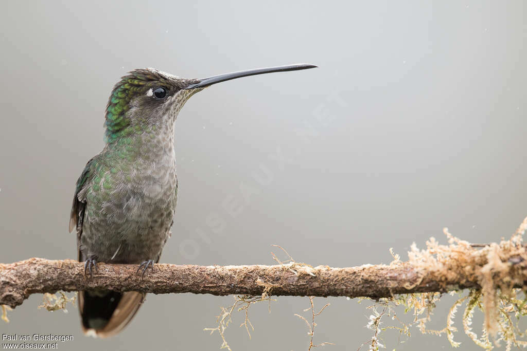 Colibri admirable femelle adulte, portrait