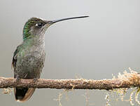 Colibri admirable