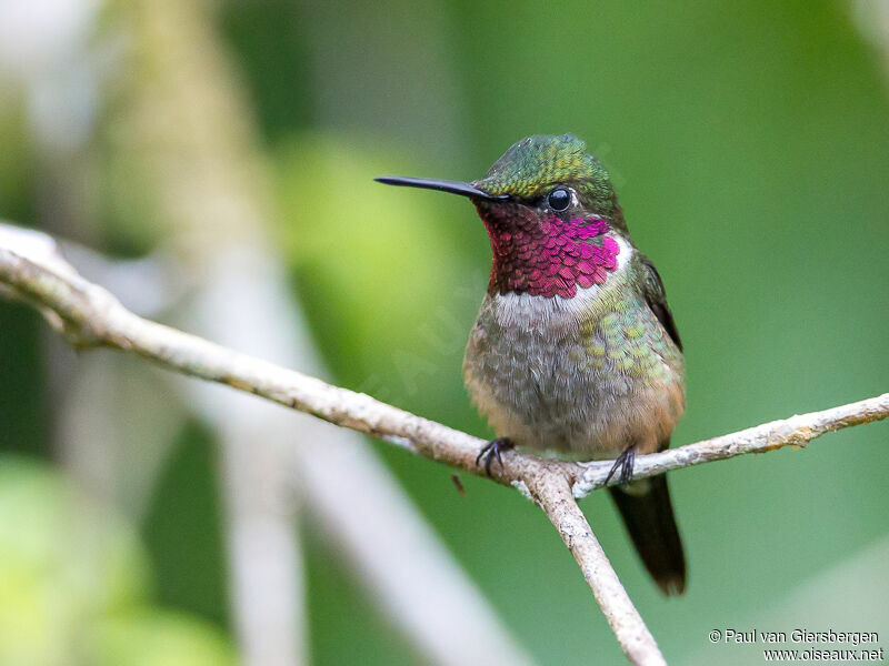 Colibri améthyste