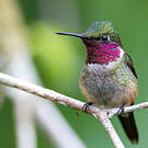 Colibri améthyste