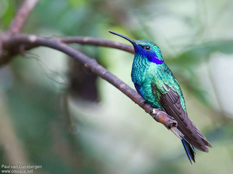 Colibri anaïsadulte, identification