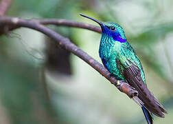 Sparkling Violetear