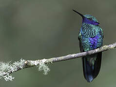 Sparkling Violetear