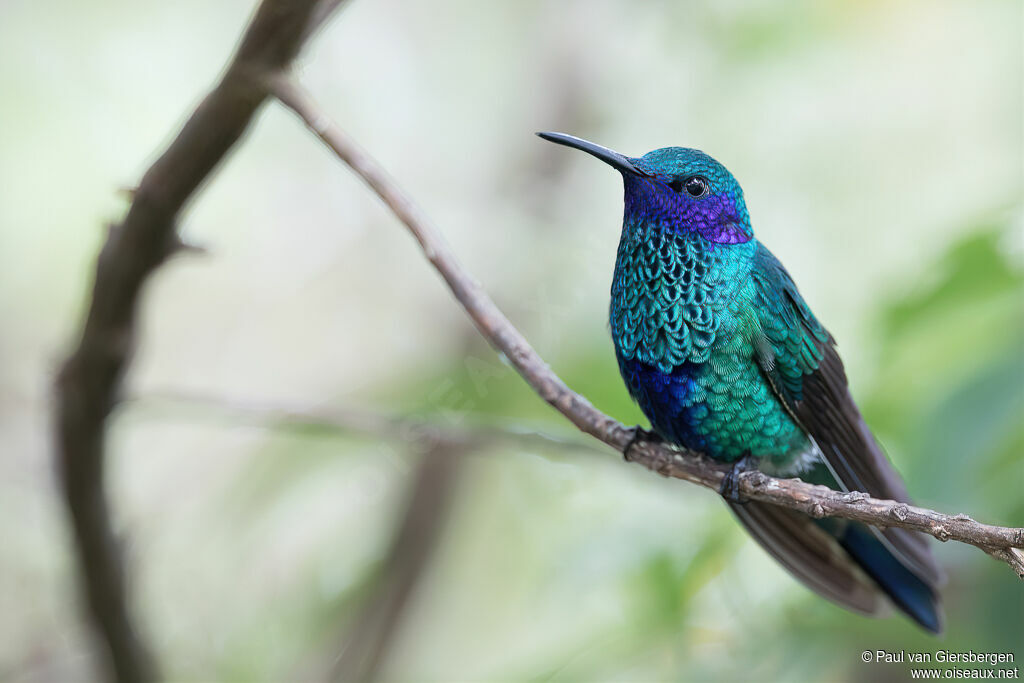 Colibri anaïsadulte