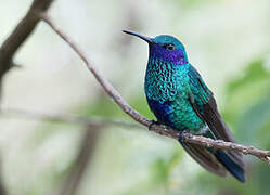 Sparkling Violetear