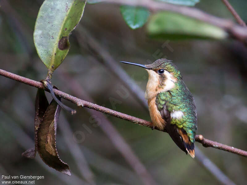 Colibri bourdon femelle adulte, identification