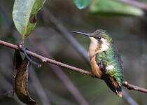 Colibri bourdon