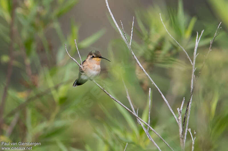 Colibri charmant femelle adulte