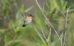 Colibri charmant