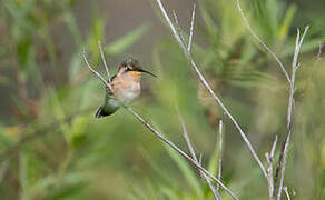 Beautiful Sheartail