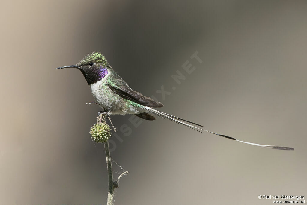 Peruvian Sheartail male adult