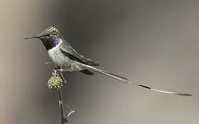 Peruvian Sheartail