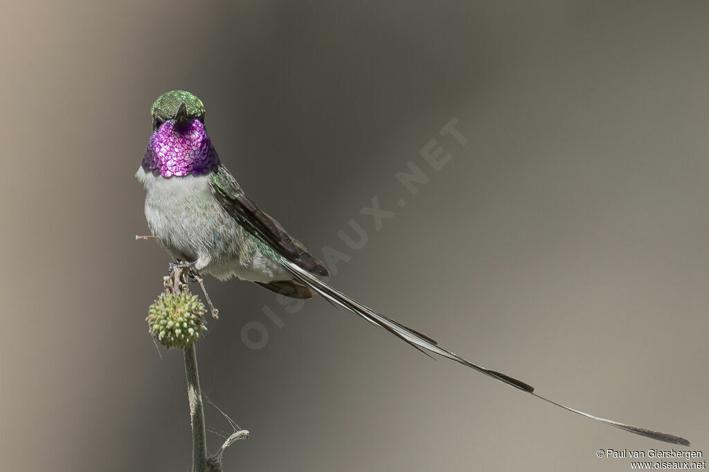 Peruvian Sheartail male adult