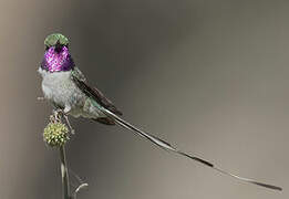 Peruvian Sheartail