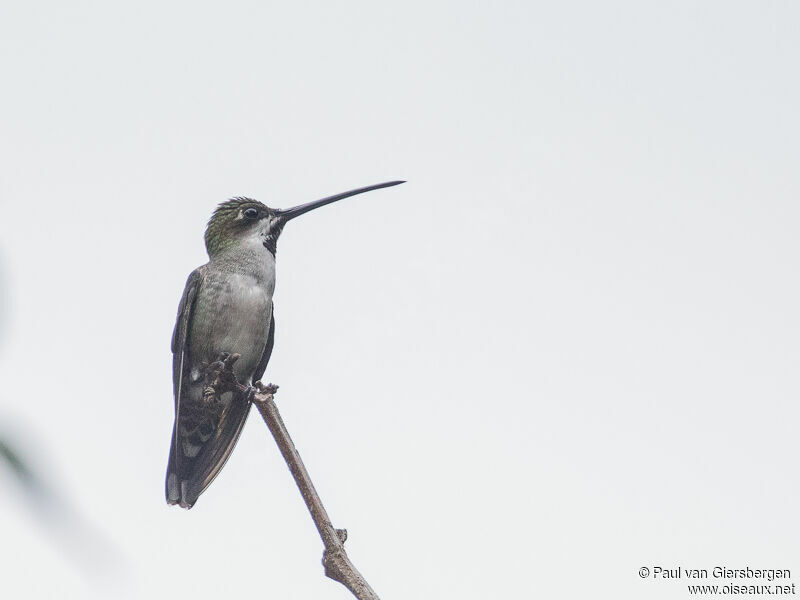 Long-billed Starthroat