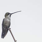 Colibri corinne