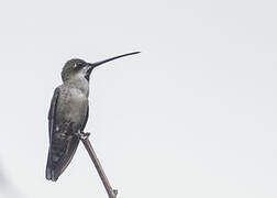 Long-billed Starthroat