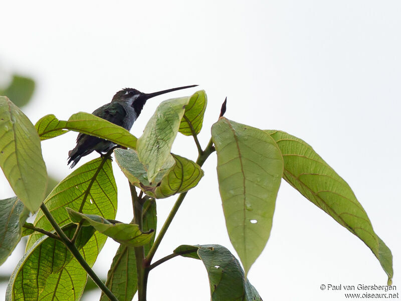 Long-billed Starthroat