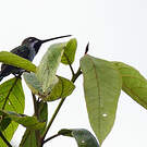Colibri corinne