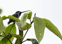 Long-billed Starthroat