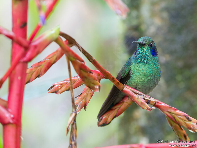 Lesser Violetear