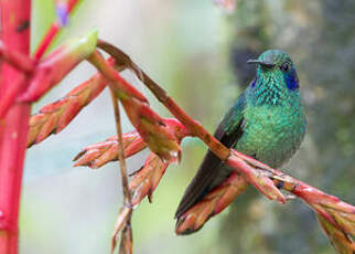 Colibri cyanote