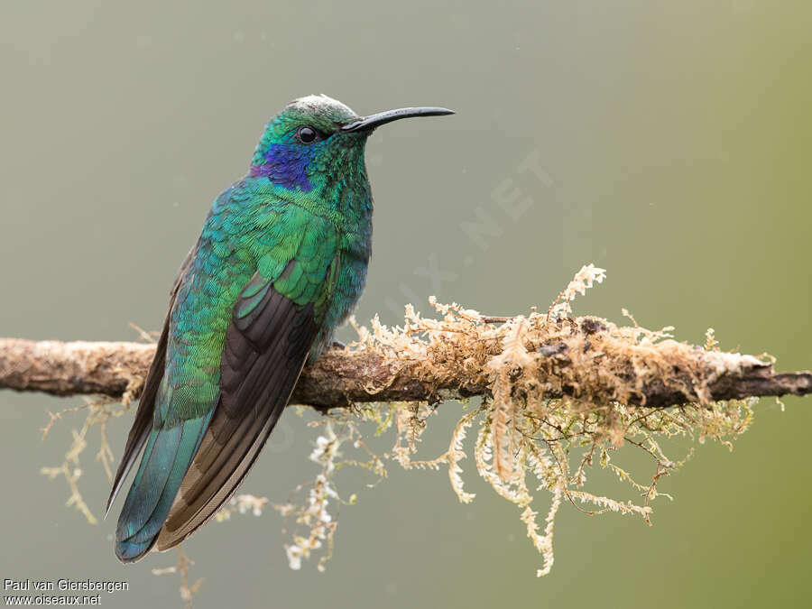 Lesser Violetearadult, identification