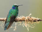 Colibri cyanote