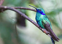 Colibri d'Anaïs
