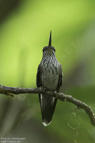 Colibri d'Équateur adulte - pava319325