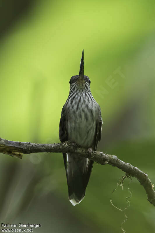 Colibri d'Équateuradulte, portrait