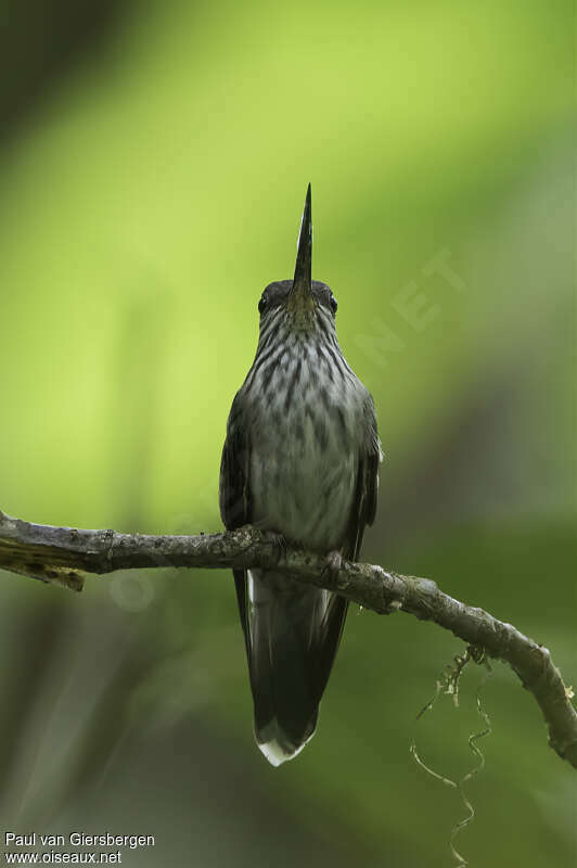 Tooth-billed Hummingbirdadult, close-up portrait