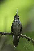 Tooth-billed Hummingbird