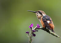 Colibri d'Héliodore