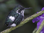 Colibri d'Héliodore