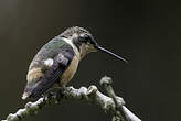 Colibri d'Héliodore